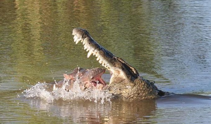 Смертельная схватка нильского крокодила с бегемотом