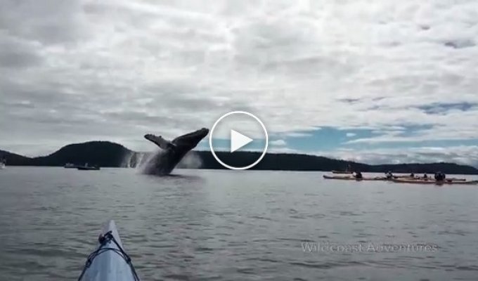 Горбатый кит выпрыгивает из воды на расстоянии вытянутой руки от камеры   