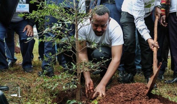 Эфиопия посадила 350 миллионов деревьев за день и побила рекорд (4 фото)