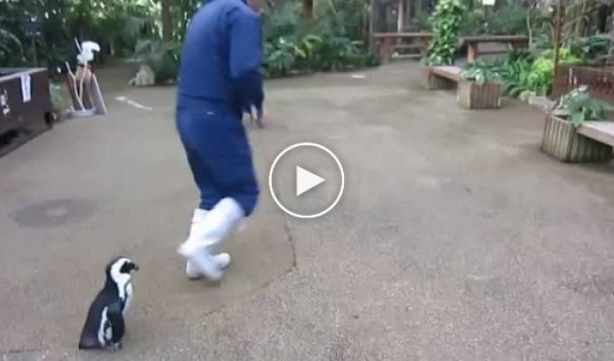 Удивительный пингвин в Японском зоопарке