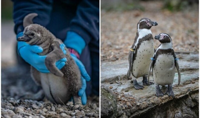 Пингвины спасают британский зоопарк от разорения (13 фото)