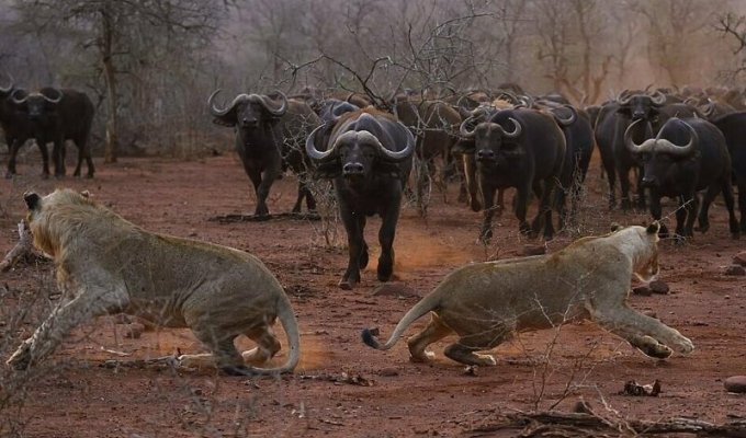 Волнующий момент: Стадо буйволов преследует львов (5 фото)