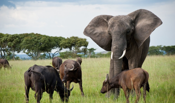 Удивительная  история, как слониха, воспитанная буйволами, возглавила  их стадо и правит уже 40 лет (5 фото)