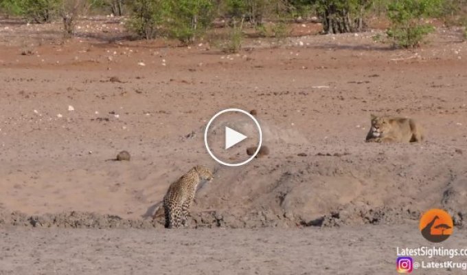 Неудачная охота львицы на самку леопарда попала на видео