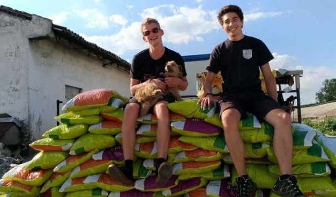 Румынский студент взял на довольствие 850 собак (7 фото)