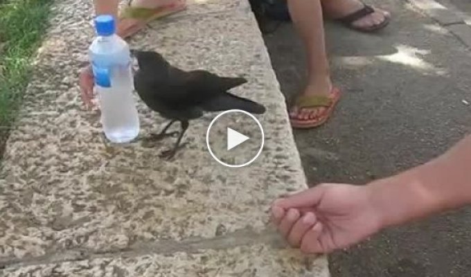 Умная ворона просит людей поделится с ней водой