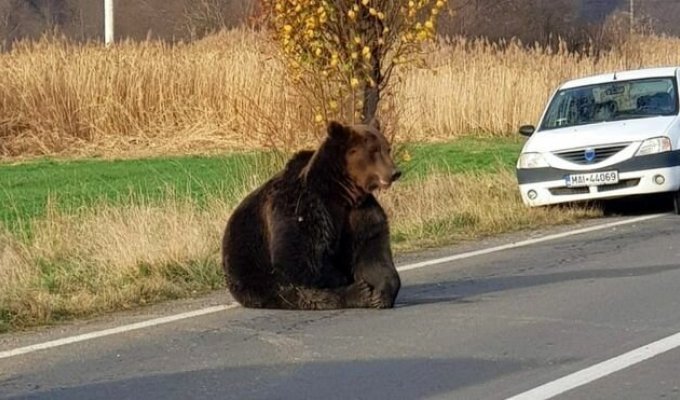 В Румынии расплодились медведи и нападают на людей (6 фото + 1 видео)