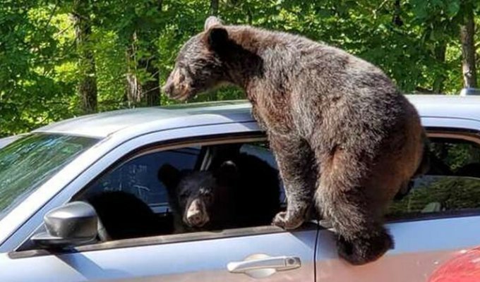 Мужчина оставил машину у леса, и медвежата преподали ему ценный урок (6 фото)