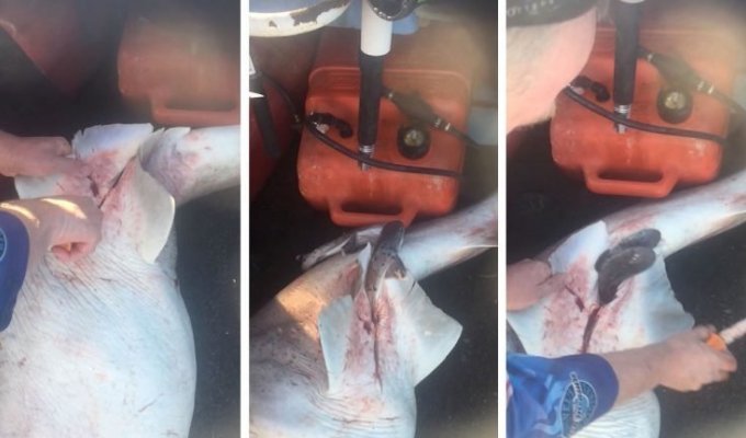 Рыбак сделал кесарево сечение акуле и спас 98 детенышей (5 фото + 1 видео)