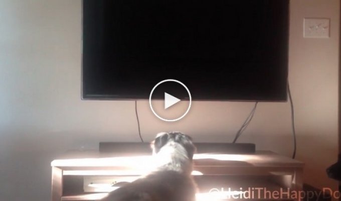Собака, которая любит смотреть телевизор