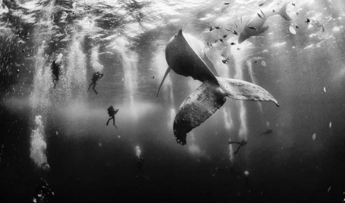 Великолепные снимки китов (62 фото)