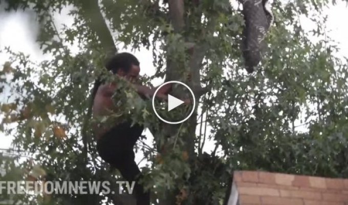 Американец двое суток сидел на дереве, спасаясь от полицейских