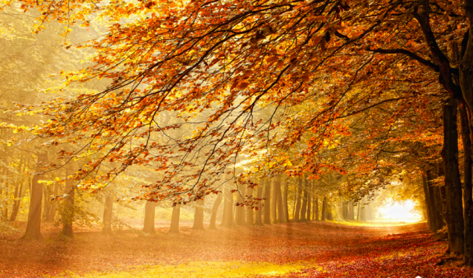 Лесные пейзажи Ларса Ван де Гур (27 фото)