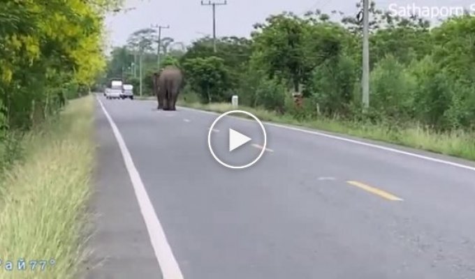 Драчливые слоны перегородили дорогу и устроили погоню в Тайланде