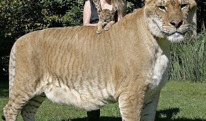 Кошка лигр гибрид льва и тигрицы (8 фото + 1 видео)