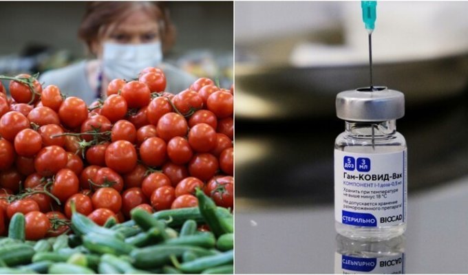 Ученые начали выращивать вакцину-помидор (3 фото)