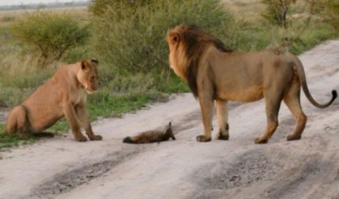 Два льва подошли к раненому лисенку и дали ему защиту (6 фото)