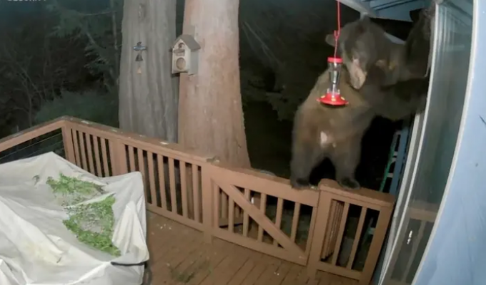 Медведь пытался пробраться в дом через дверь для собаки (3 фото + 1 видео)