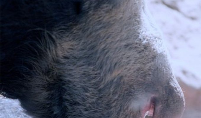 Животные, которые держат лапу во рту (25 фото)