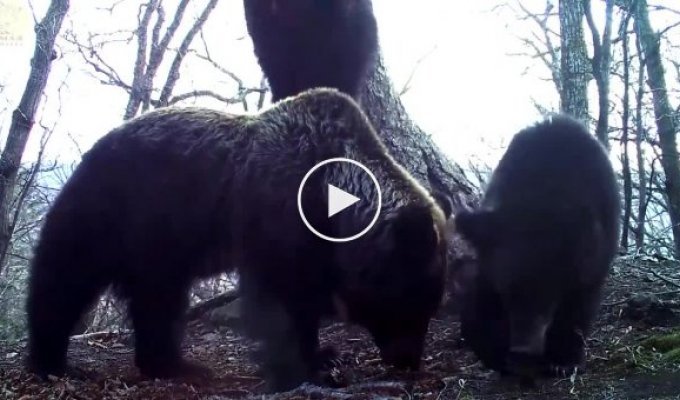 Медвежье семейство развернуло фотоловушку и запечатлело других хищников с необычного ракурса