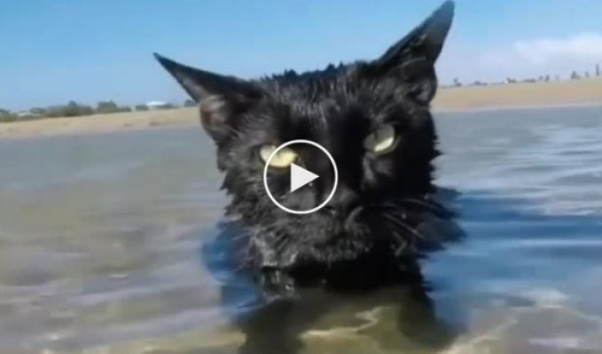 Не все коты боятся воды. Этот - обожает море!
