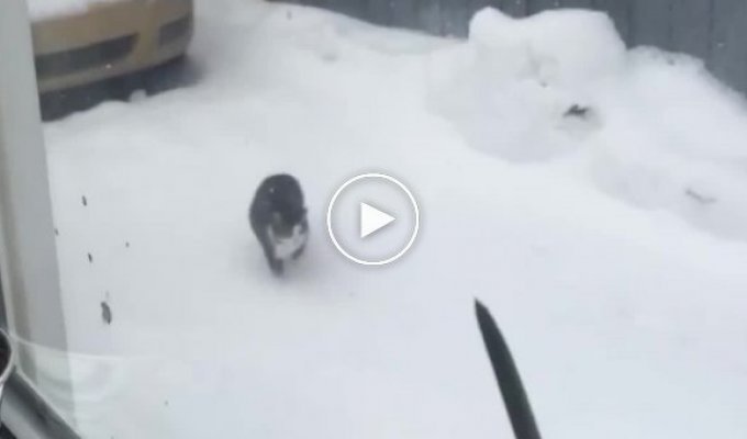 Кот который пытается споймать снежинку
