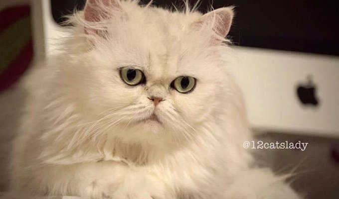 Владелица 12 персидских кошек взорвала инстаграм фотографиями своих очаровательных питомцев (16 фото)