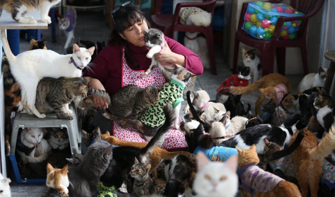 Жительница Перу превратила свой дом в хоспис для тяжелобольных животных (11 фото)