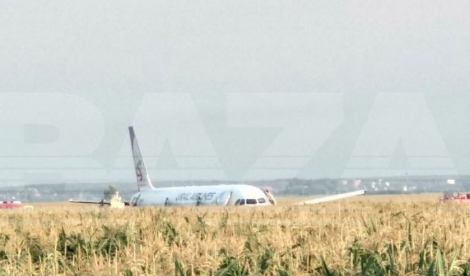 Самолет Airbus A-321 "Уральских авиалиний" совершил экстренную посадку в поле в Подмосковье (3 видео + 5 фото)