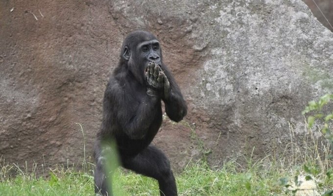 Маленькая горилла хлопала и танцевала перед посетителями в чешском зоопарке (4 фото)