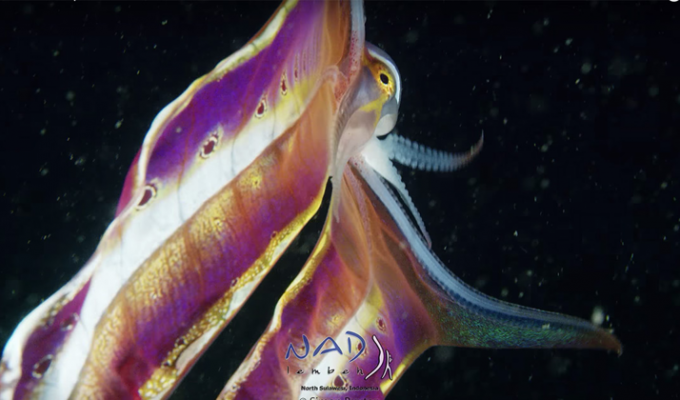 Завораживающие кадры парящего осьминога, расправившего свою двухметровую мантию (8 фото + 1 видео)
