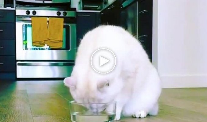 Кот, который впервые узнал, что такое желе