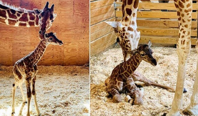 Рожающая жирафиха стала звездой интернета (7 фото + 1 видео)