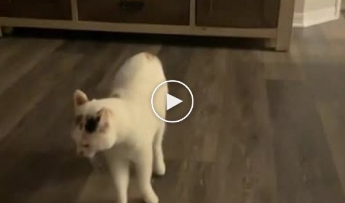 Кот пытается вытащить хозяина из виртуальной реальности