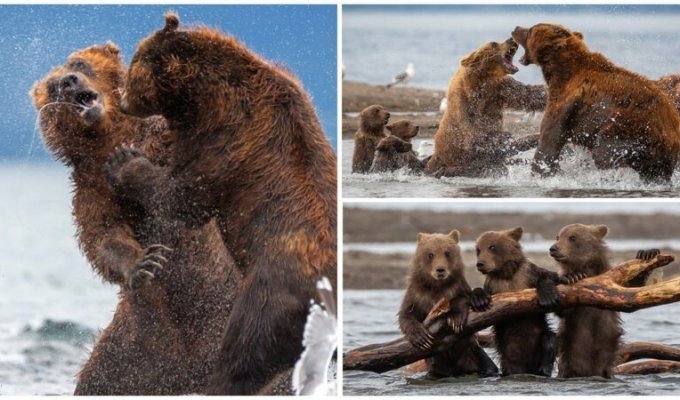 Драматические кадры: мать-медведица защищает испуганных медвежат от напавшего самца (10 фото)