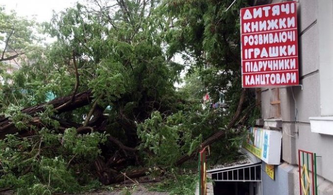 По Одессе прошел ураган, сотни деревьев были поломаны (7 Фото)