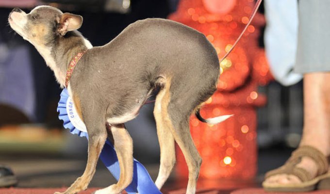 Конкурс “Самая страшная собака в мире” (13 фото)