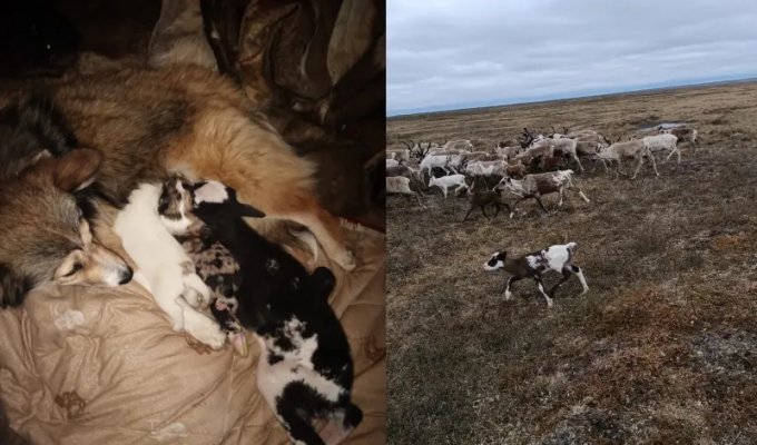 Собака согрела и накормила новорожденного оленёнка (4 фото + 1 видео)