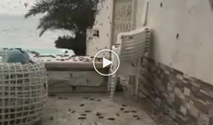 Несметное количество саранчи атаковало пляжи Катара