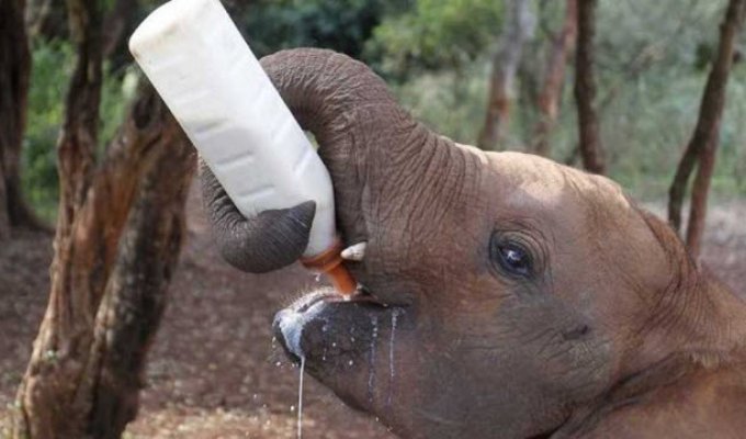 Слоненкам-сиротам в Африке помогает фонд дикой природы Дэвида Шелдрика (6 фото)