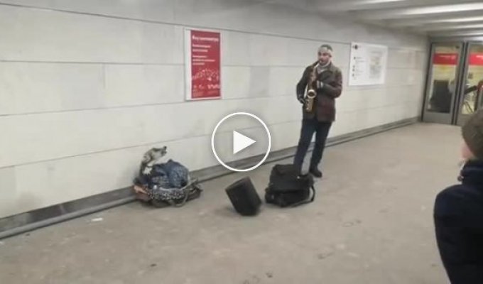 Собака в метро подвыла под хит Джеймса Брауна