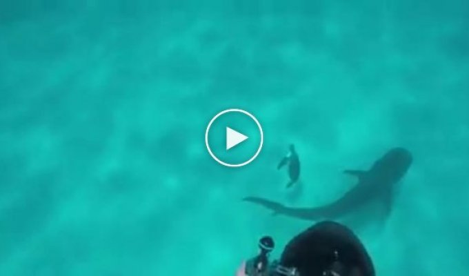 Тигровая акула едва не атаковала водолаза