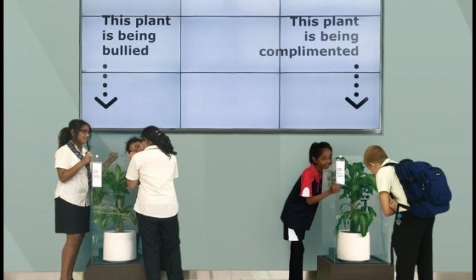 Ошеломляющий результат эксперимента: IKEA попросила школьников ругать растение в течение 30 дней (11 фото + 1 видео)