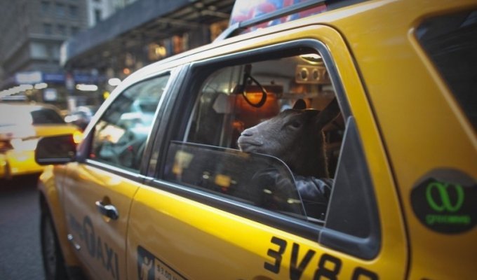 Коза на улицах Нью-Йорка (23 фото)