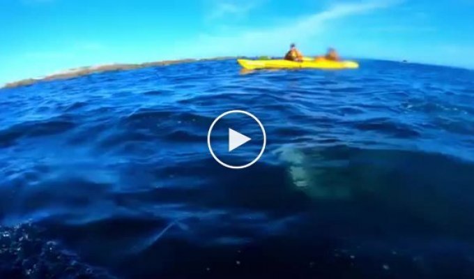 Тюлень отвесил туристу пощечину телом осьминога