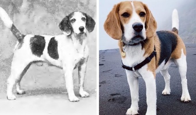 Как выглядели популярные породы собак 100 лет назад (15 фото)