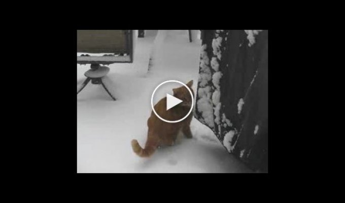 Котик любит снег