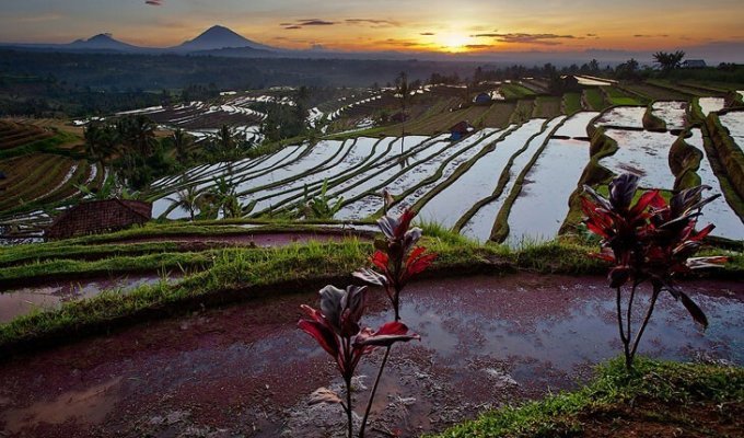 Рисовые поля на Бали (36 фото)