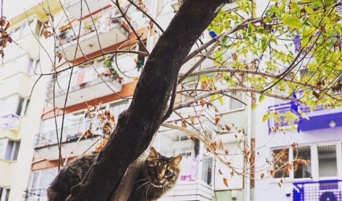 Пустые улицы Стамбула заполонили любимые существа (13 фото)