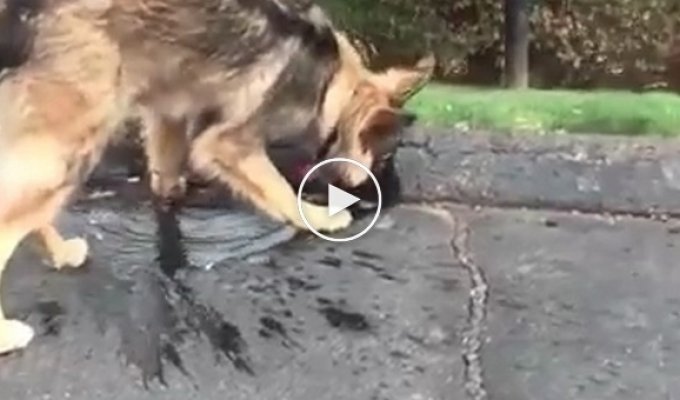 Собака пытается остановить поток воды